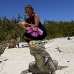 iguana_cuban_jar_v_1735_cub3679.jpg